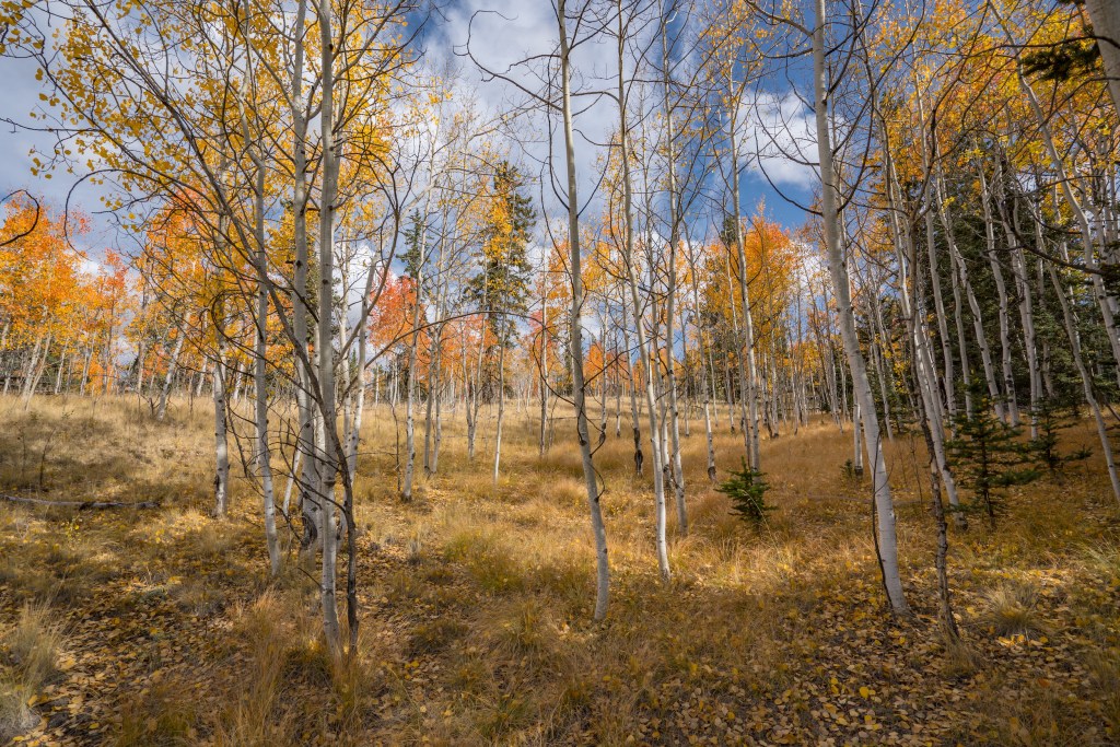 3 Acres Of Beautiful Land On Indian Mountain, Colorado The True Land CO.
